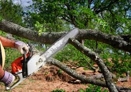 Best Leaf Removal  in Sanford, FL